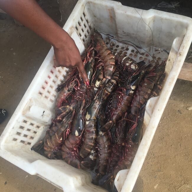 Crate of black tiger shrimp