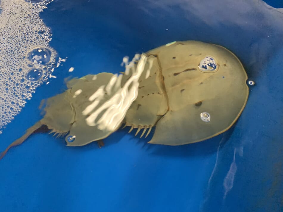How aquaculture techniques can help horseshoe crabs and human health