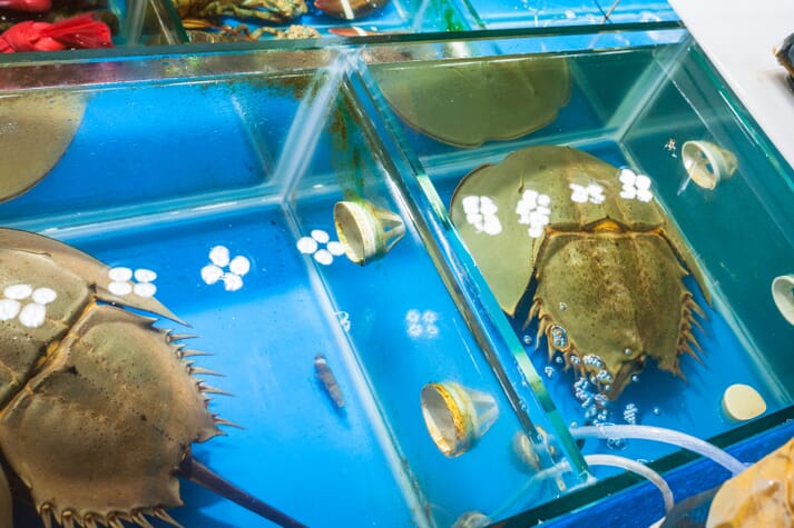 Horseshoe crabs in tanks