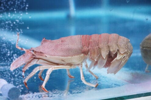 Slipper lobster in a tank
