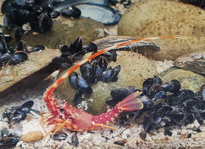 A 7.8 cm juvenile spiny lobster nine months post-settlement
