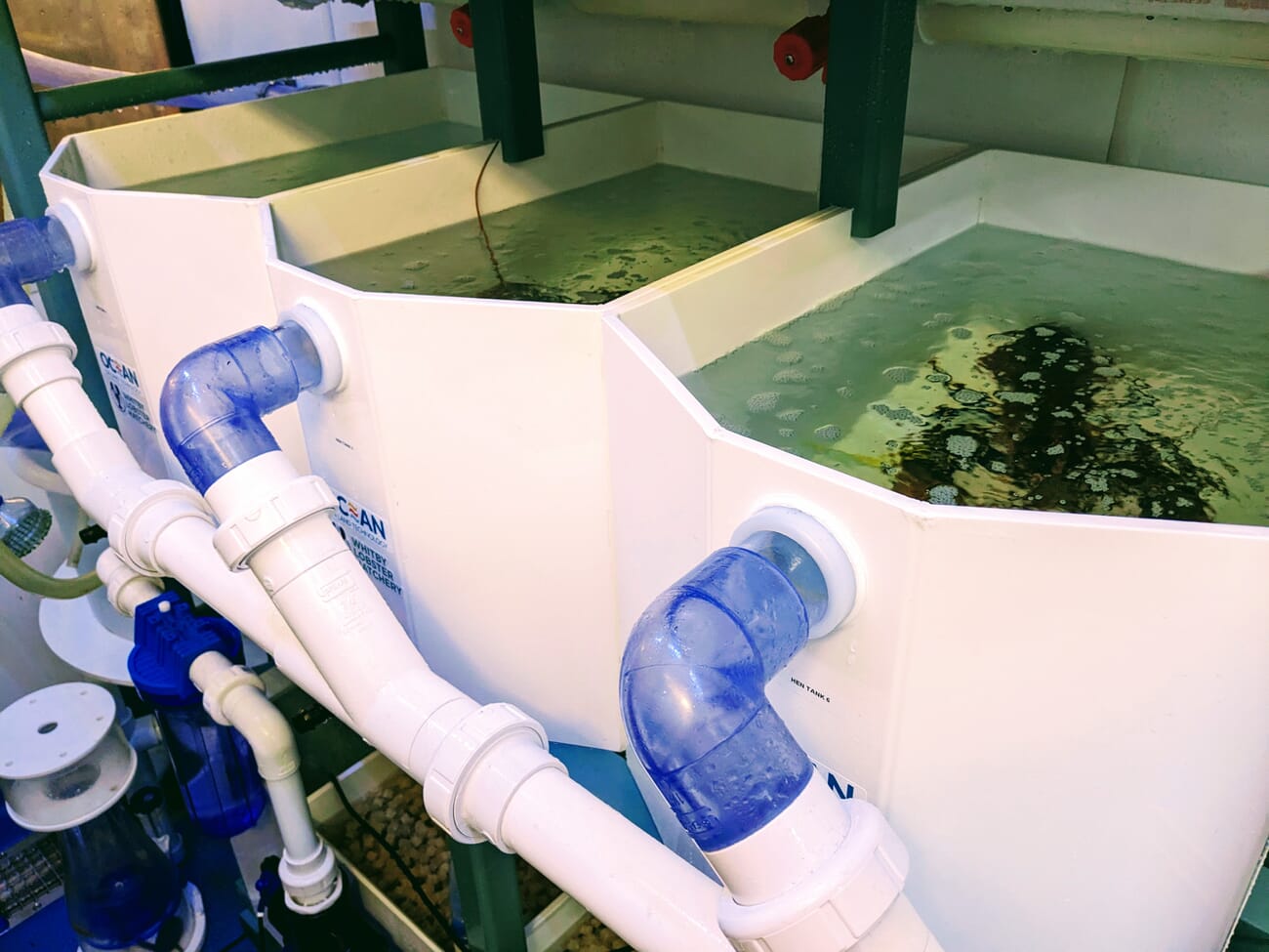 The lobster hatchery that aims to revive the fortunes of a famous