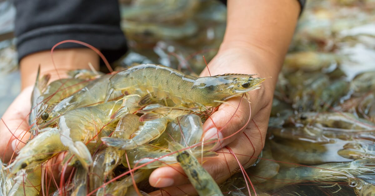 Sankina Aquaculture 首先挖掘马来西亚的可持续发展| 鱼场