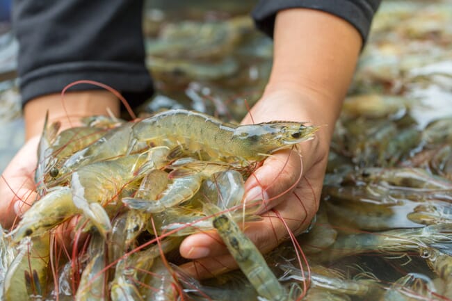 a person with their hands full of shrimp