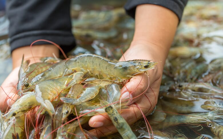 Six tips for water quality management in shrimp farming | The Fish Site
