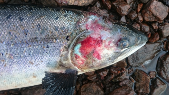 salmão morto deitado em pedras com manchas vermelhas em todo o rosto devido a piolhos do mar.