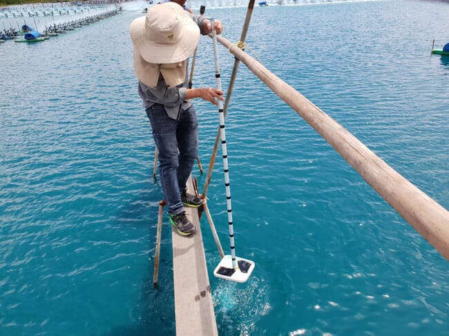 Shrimp farm technician taking a biomass sample from the centre of the pond