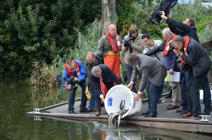 A group of people transferring mature eels from a white bucket into a river