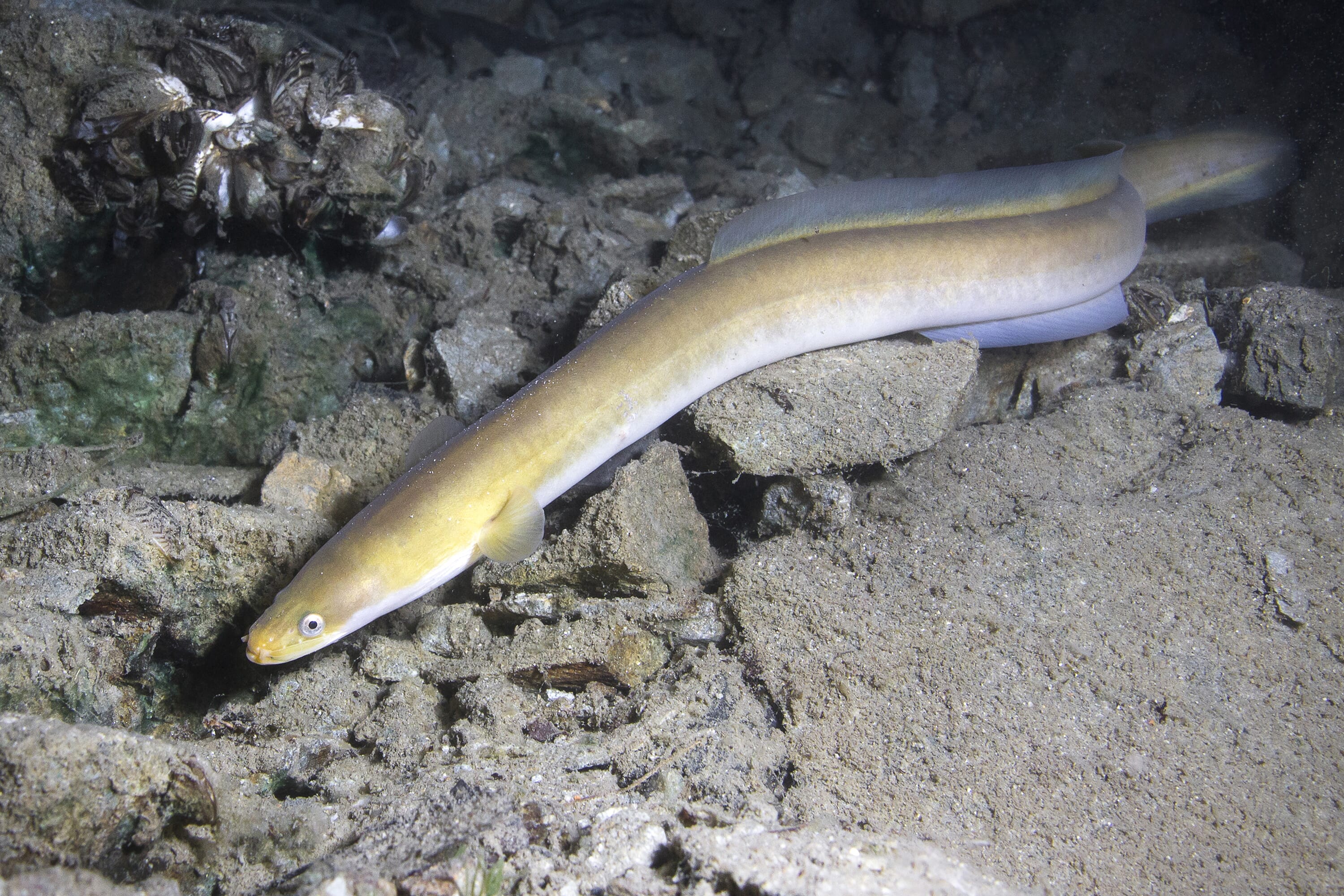 japanese freshwater eel