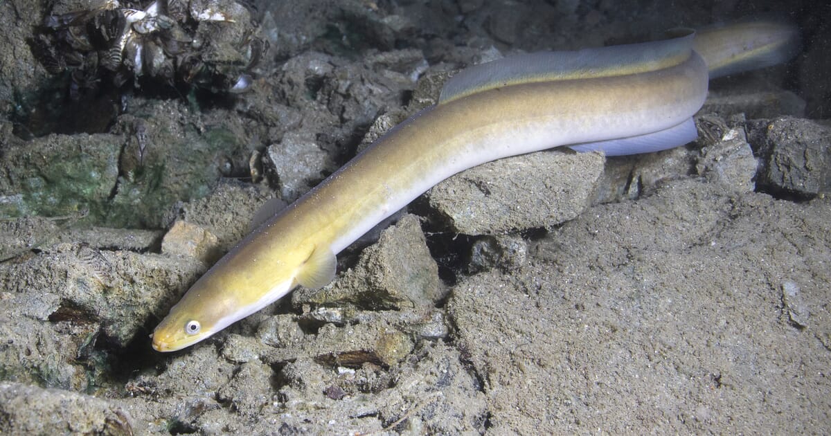 giant freshwater eel