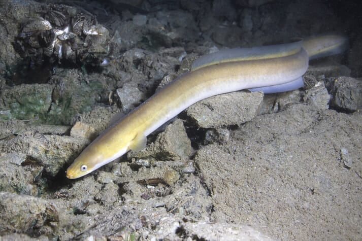 Eel swimming at the bottom of a lake