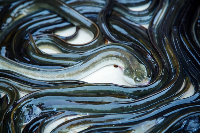 A group of eels