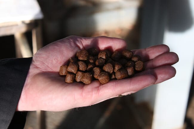 aquafeed pellets