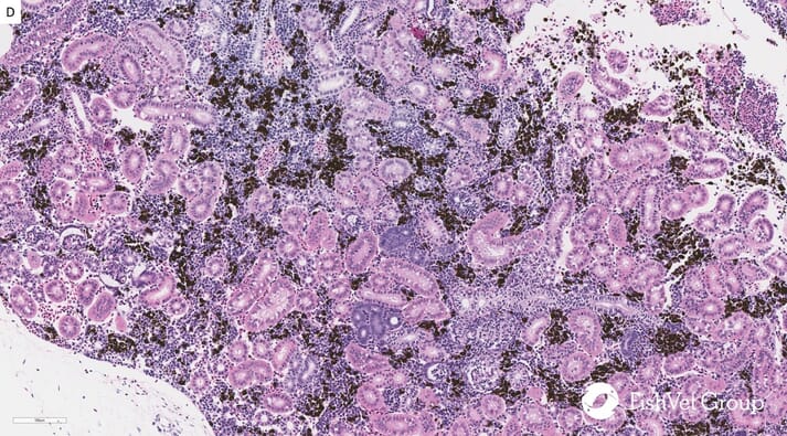 Histological section (H&E) of a failed smolt's kidney: large numbers of melanin deposits are visible in the renal interstitium