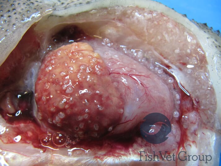 Severe systemic infection. Xenomas, partly within cysts, can be seen on all visceral organs and as white nodules in the muscle. Note also the fluid in the abdominal cavity