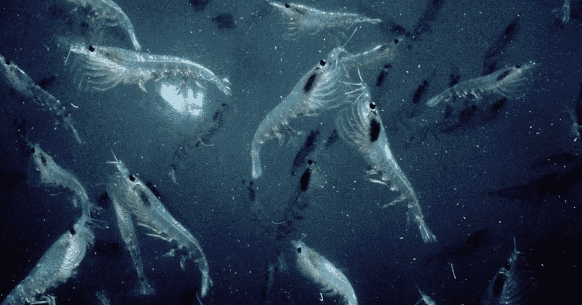 Antarctic krill fishery faces another early closure