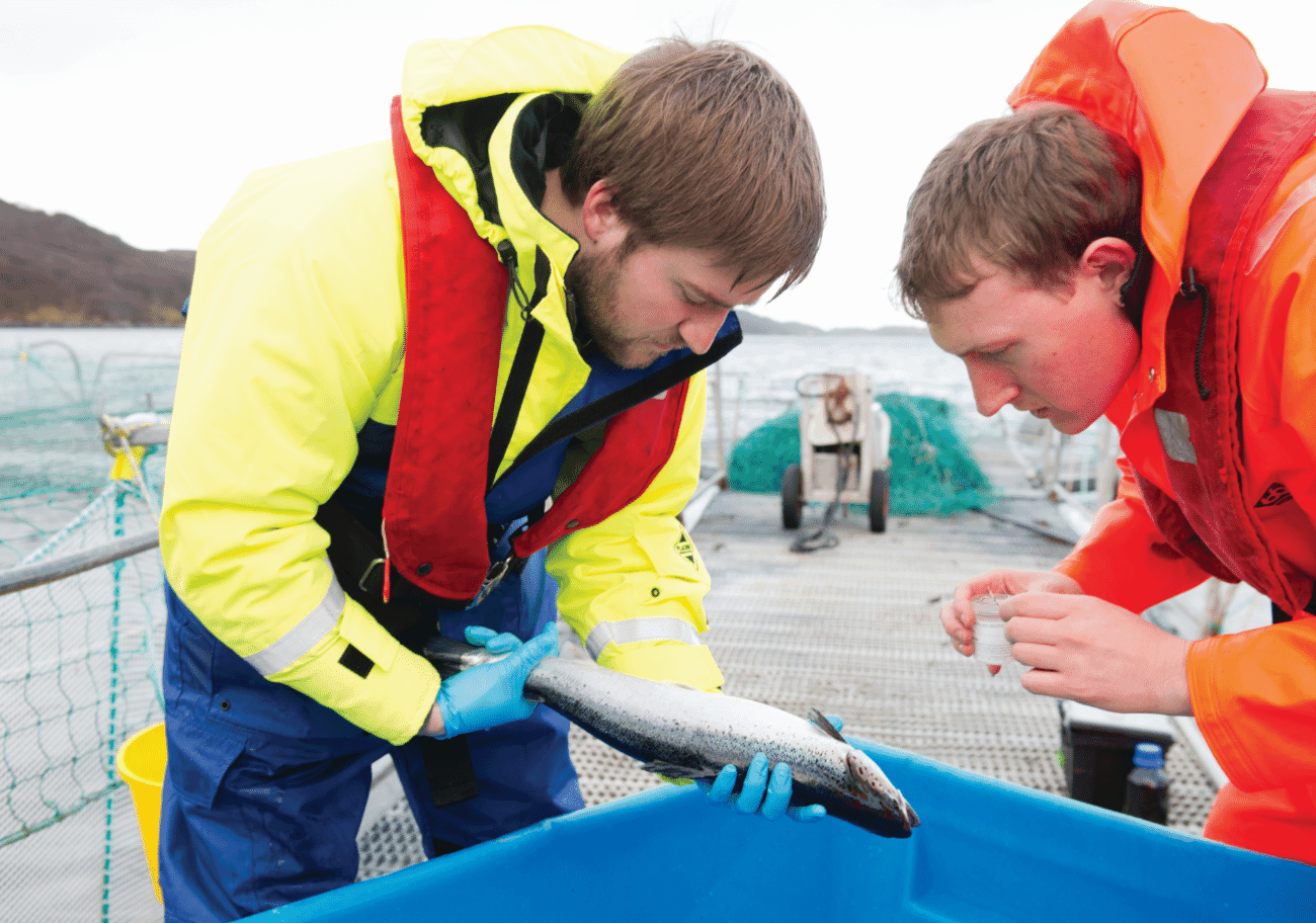 Calling all fish vets The Fish Site