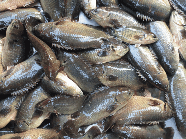 Uma pilha de peixes Koi