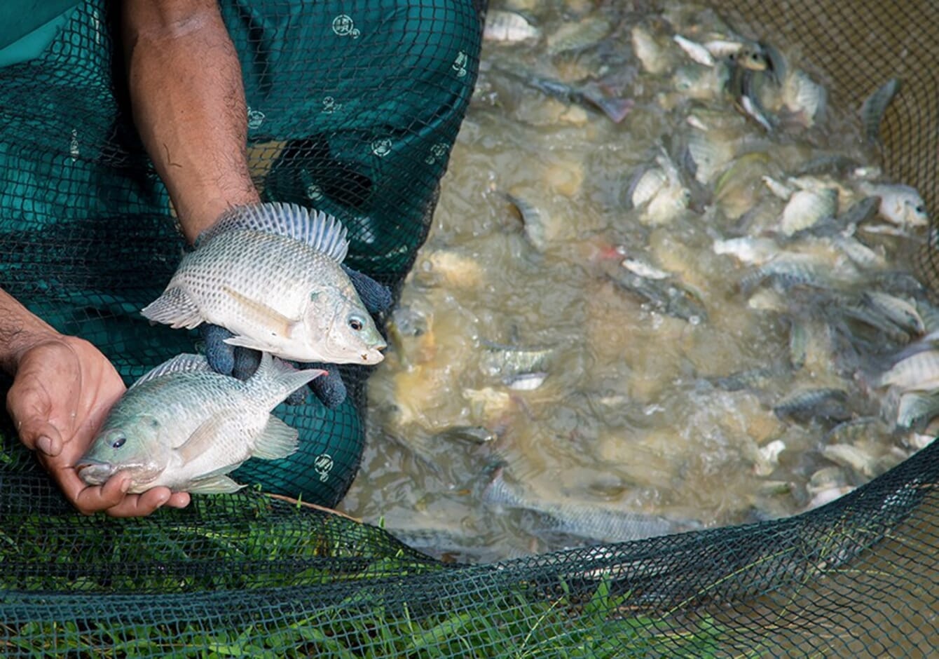 tilapia in someone's hands
