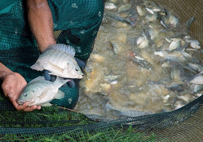 person holding two tilapia over a net