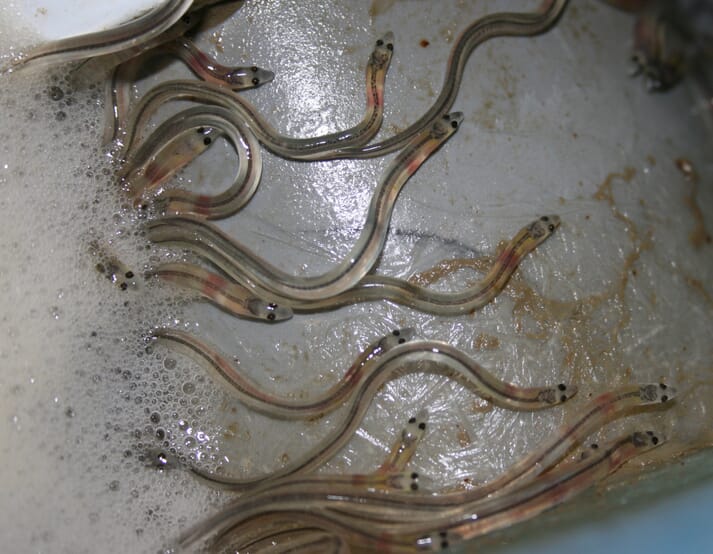 Juvenile glass eels on a cement floor