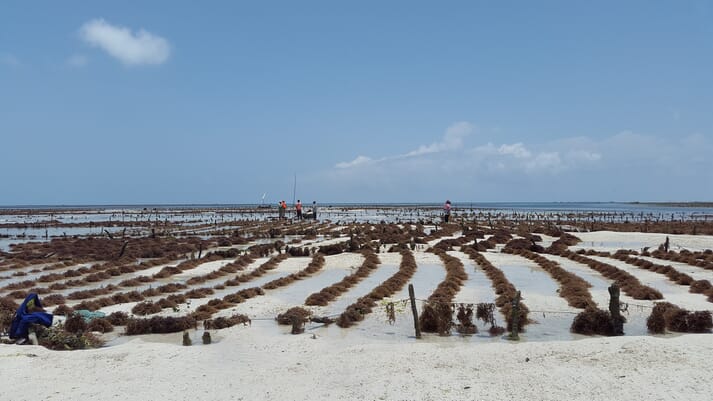 A healthy seaweed farm in Zanzibar.