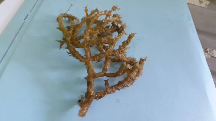 A cutting of seaweed affected by epiphytes in Zanzibar.