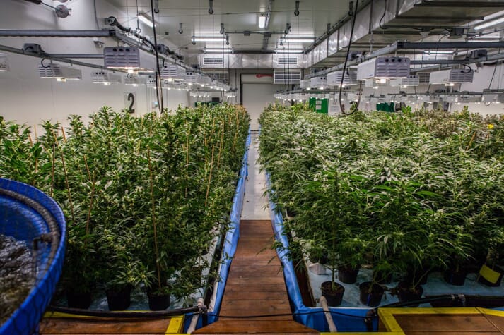 Green Relief  has led the way in Canada's burgeoning tilapia-cannabis production sector