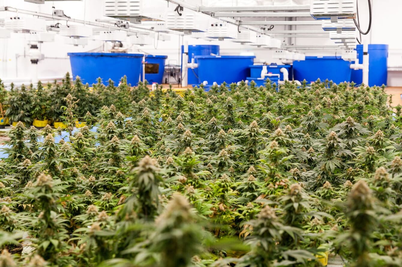 An indoor cannabis and tilapia farm.