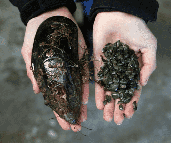two hands holding mussels