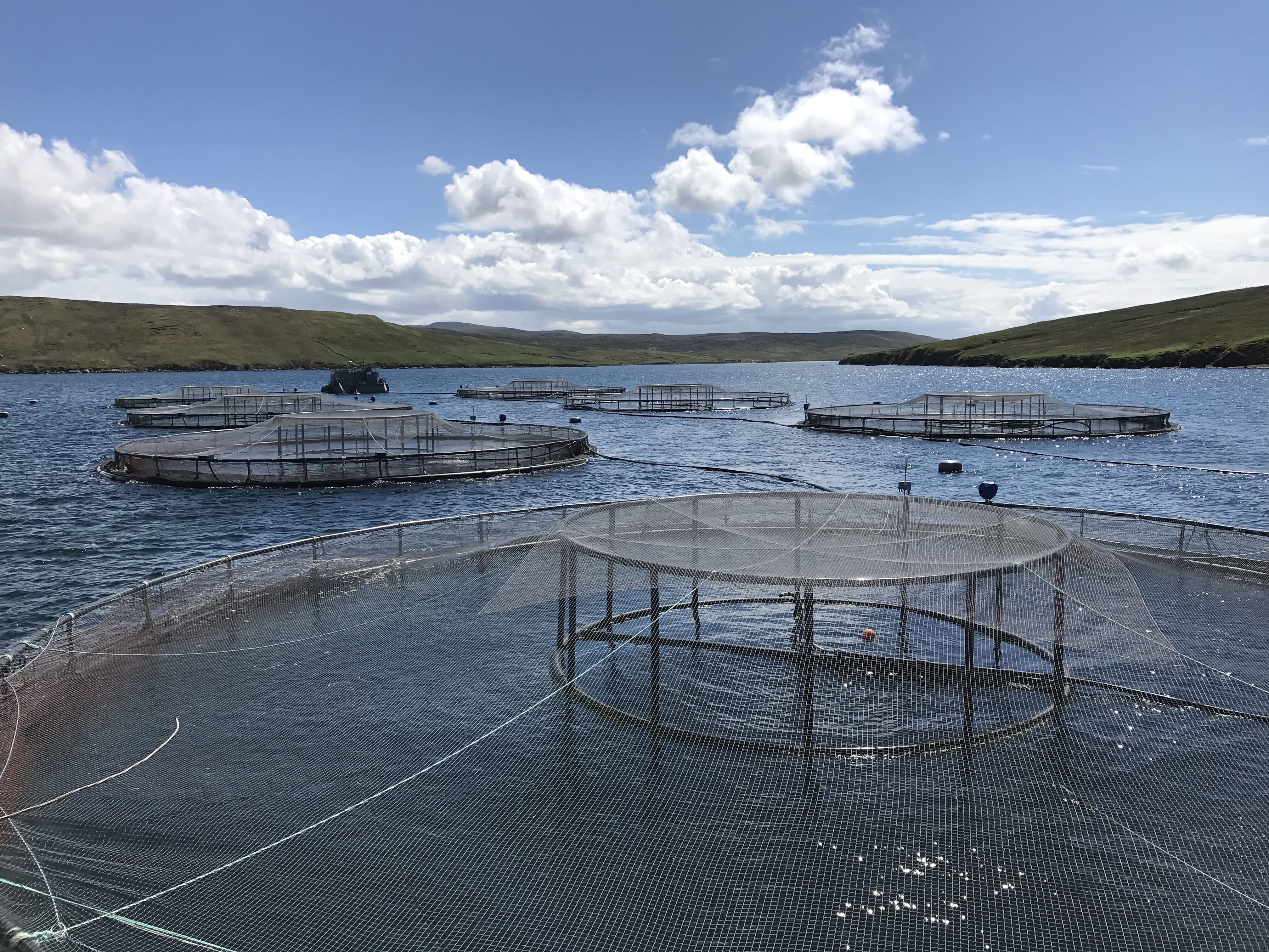 Grieg Set To Sell All Its Scottish Salmon Farms | The Fish Site