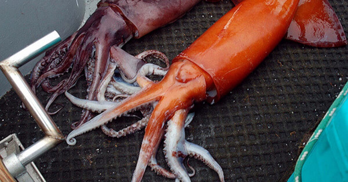 Peruvian jumbo squid fishery FIP demonstrates effective collaboration  between industry, government