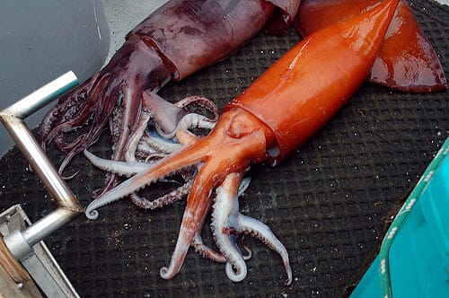 Humboldt squid account for 30 percent of the world's commercial squid landings by value