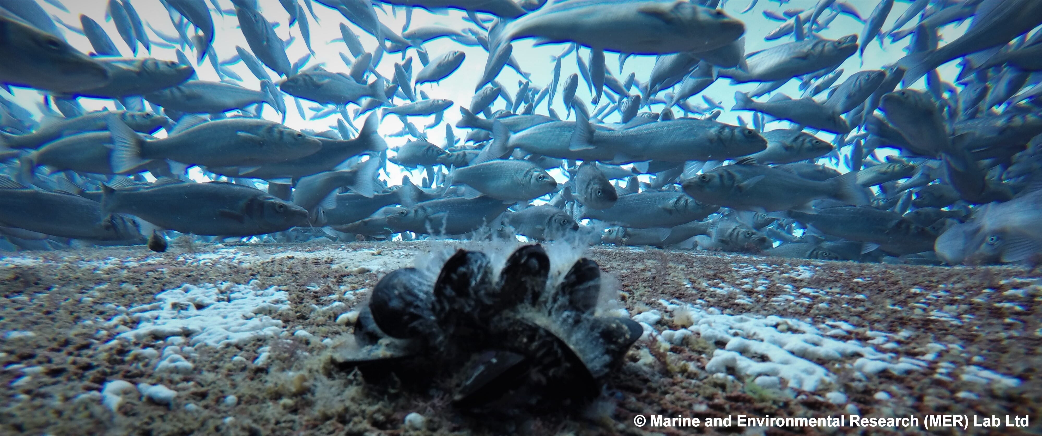 Hope for integrated multi-trophic aquaculture in Europe? | The Fish Site