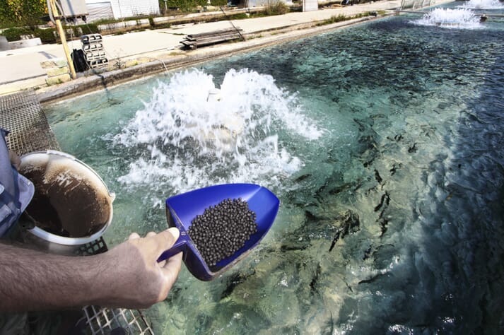 person tossing feed pellets into a fish pond