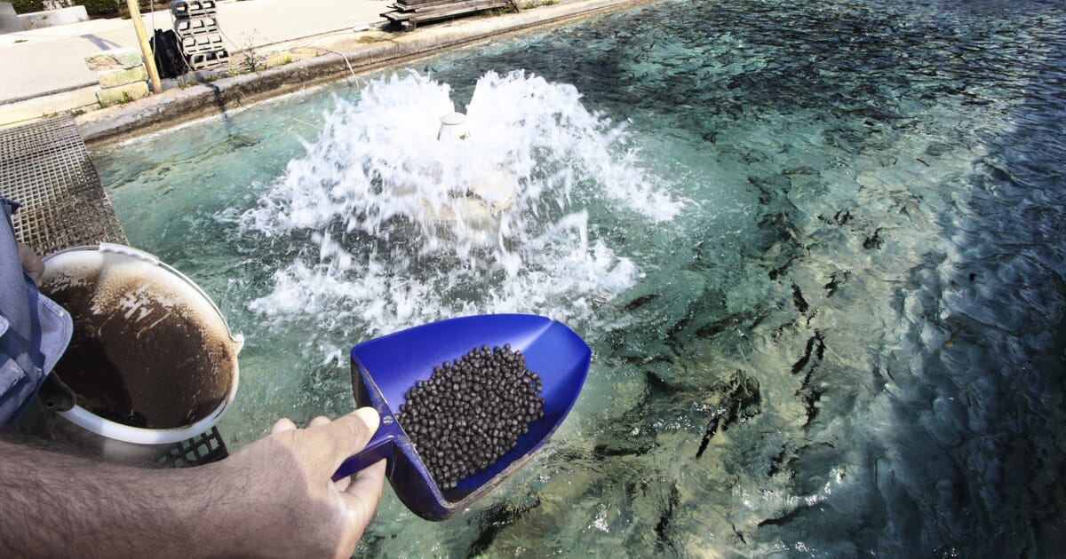 Le Qatar est en train de produire un composant microbien de l’aquafeed