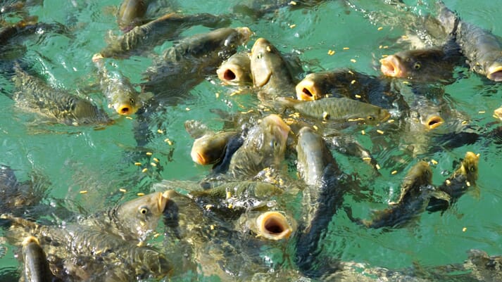 fish breaking the surface to feed