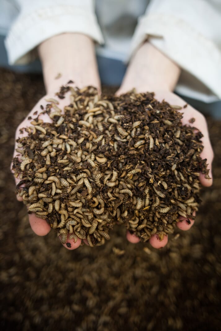 Person holding a handful of mealworms over a container