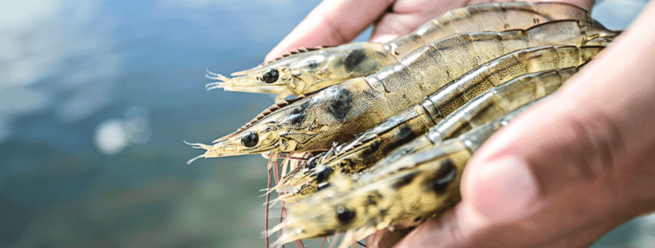 INVE Aquaculture releases enhanced shrimp probiotic | The Fish Site