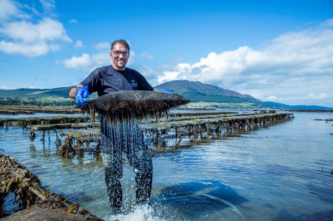 Um homem cultivando ostras irlandesas.