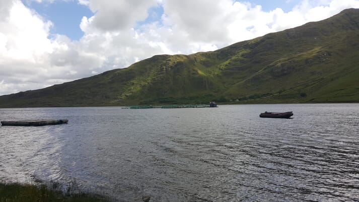 The output from Ireland's salmon sector, which accounts for 67 percent of the country's aquaculture sector's value, fell by 39 percent in 2018