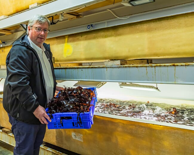 a land-based seaweed nursery