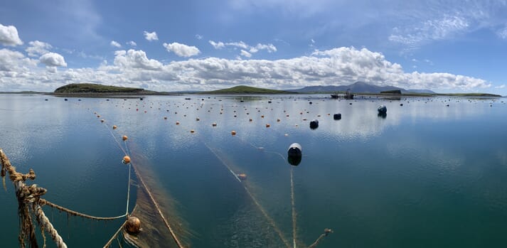 Seaweed farm in Clew Bay, Ireland