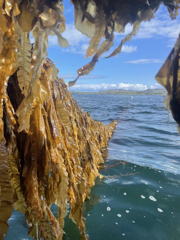 kelp being pulled out of the water