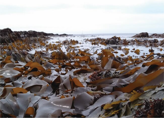 kelp forest