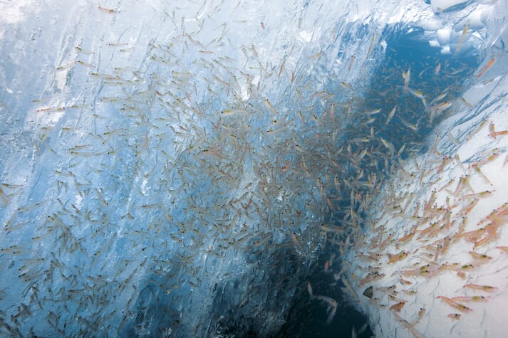 Krill are currently an underexploited marine resource.