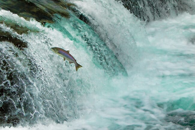 Salmon leaping up waterfall
