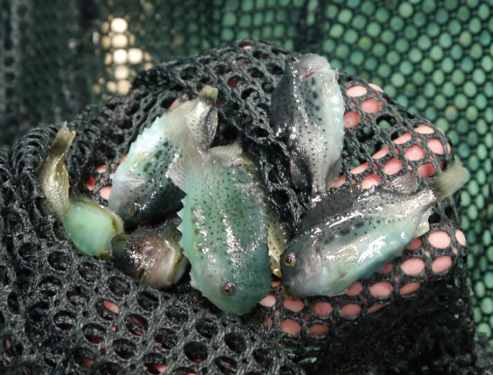 Lumpfish are widely used as a biological control against sea lice in salmon farms