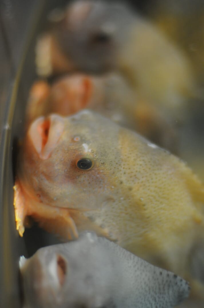 Lumpfish are increasingly used to pick sea lice off farmed salmon