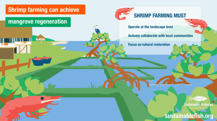 How shrimp farmers can help to regenerate lost mangrove zones